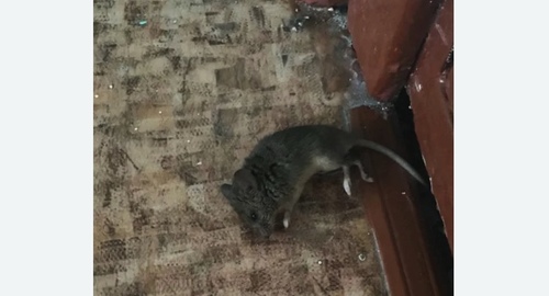 Дезинфекция от мышей в Димитровграде