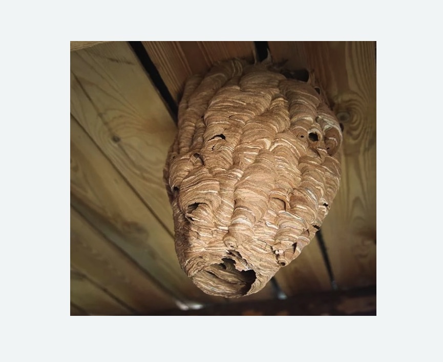 обработка от шершней в Димитровграде