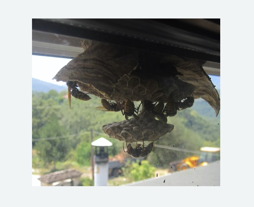 Уничтожение гнёзд шершней в Димитровграде