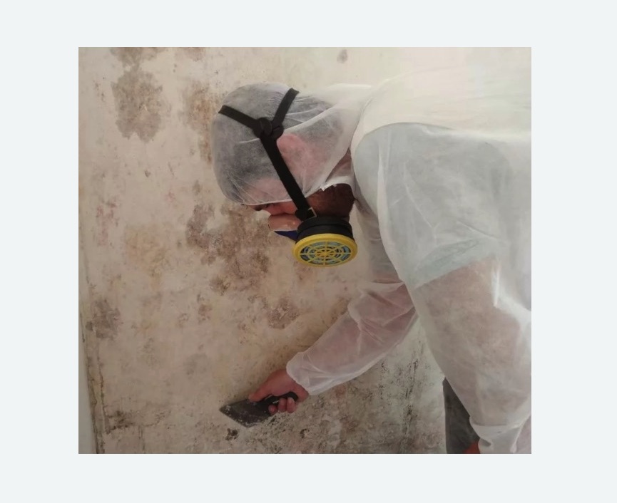 Обработка стен от плесени в Димитровграде