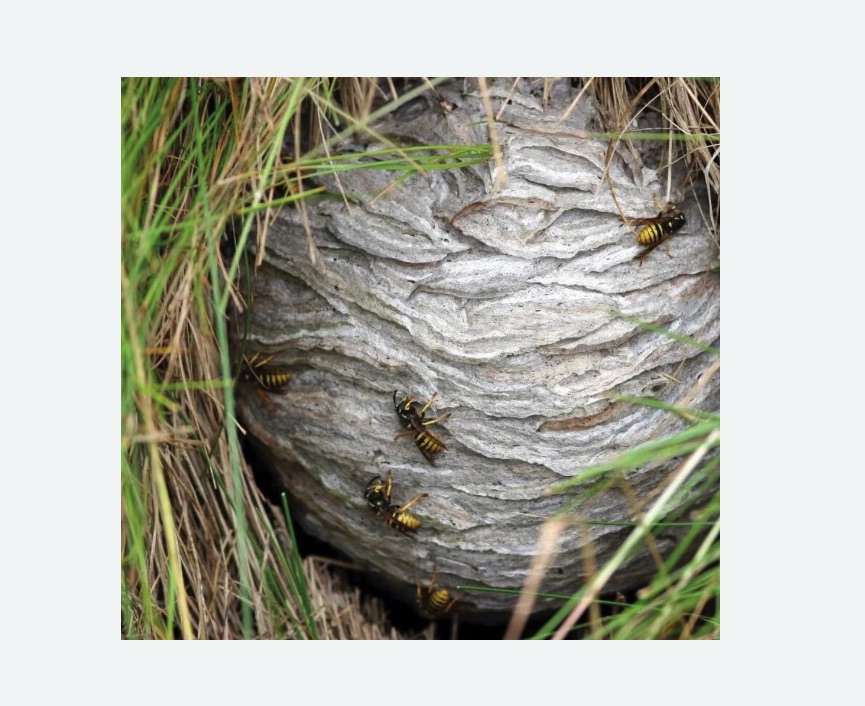 Уничтожение ос и ульев в Димитровграде